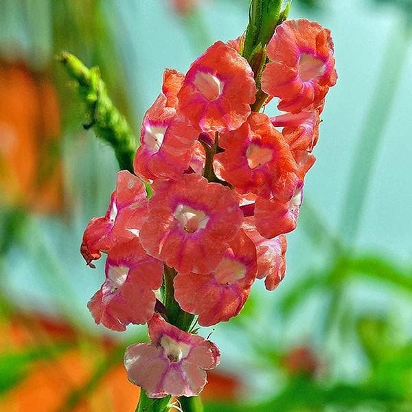 Stachytarpheta Pink - 6" Grow bag