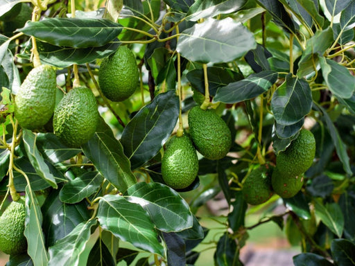 Avocado - 10" Grow bag