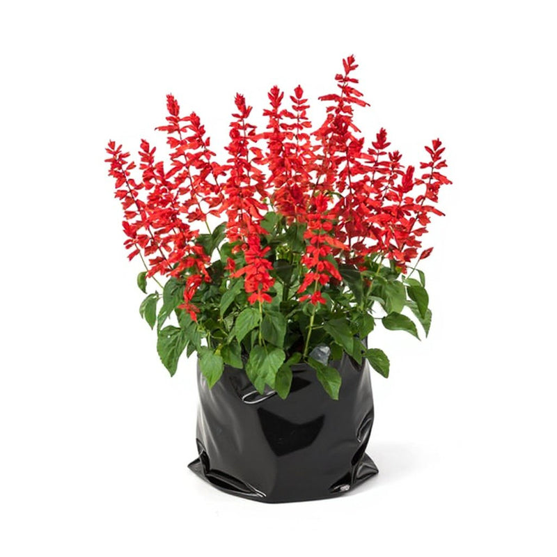 Salvia Red