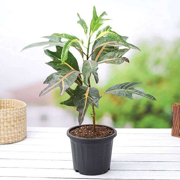 Croton Duck Foot - 8" Pot