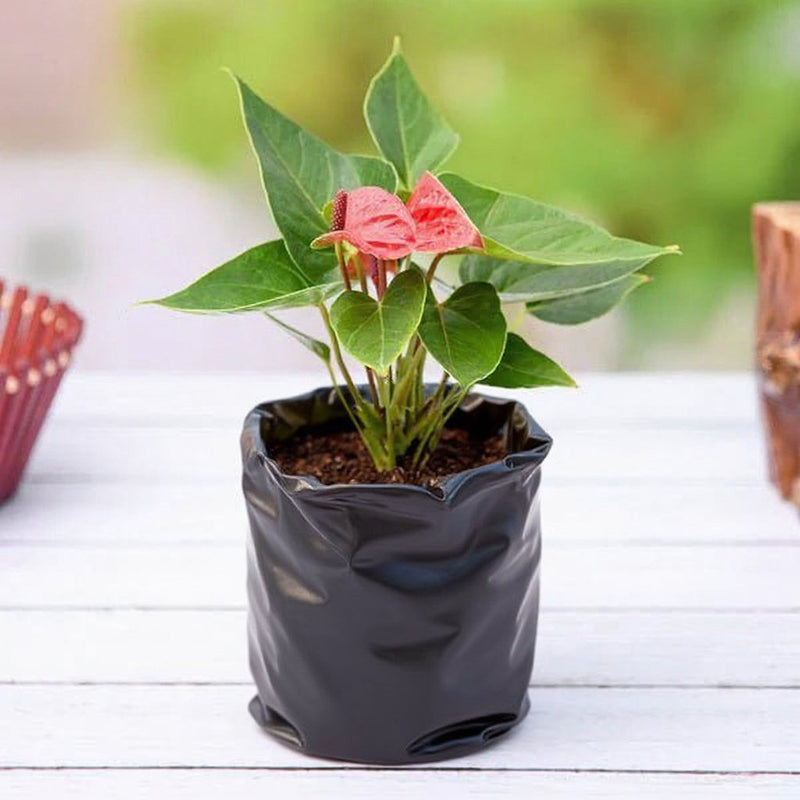Anthurium tricolor
