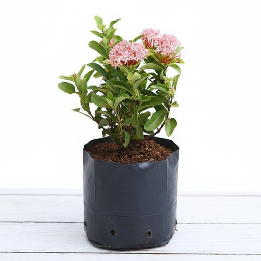 Ixora Mini Dwarf Mixed - 10" Grow bag