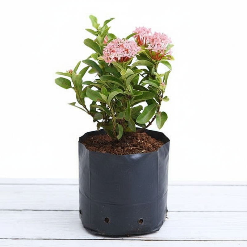 Ixora Mini Dwarf Pink - 10" Grow bag