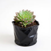 Sedeveria Pink