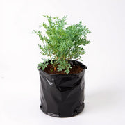 Herb-of-grace
