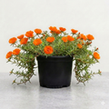 Portulaca 9 O' Clock Orange - 5" Pot