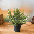 Mexican Heather White - 5" Pot