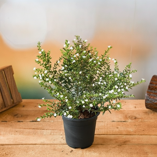 Mexican Heather White - 5" Pot