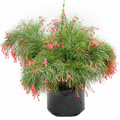 Firecracker Plant Red - 10" Grow bag