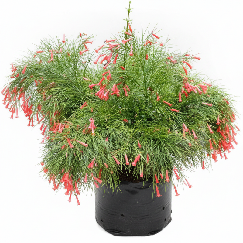 Firecracker Plant Red - 10" Grow bag