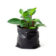 Peperomia orba - Succulent