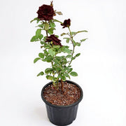 Rose Maroon - 8" Pot