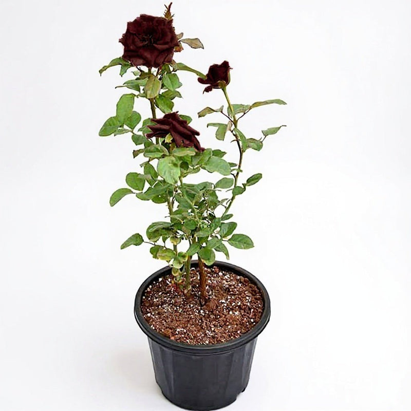 Rose Maroon - 8" Pot