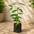 Indian Bay Leaf - 6" Grow bag