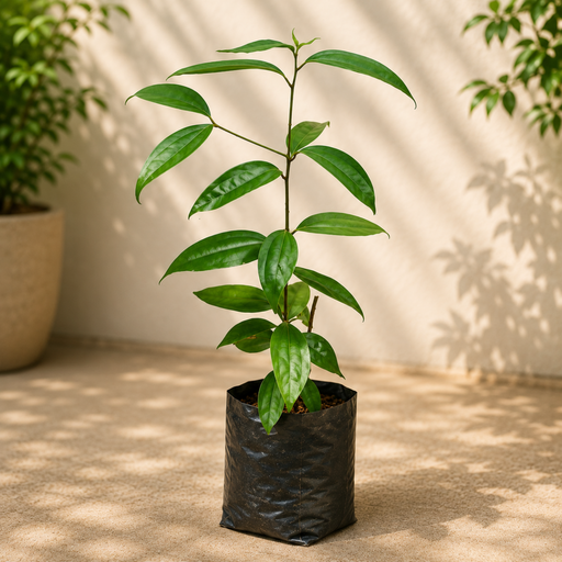 Indian Bay Leaf - 6" Grow bag