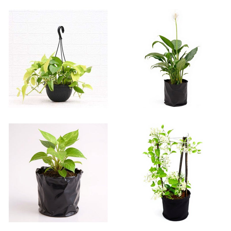 Vertical Garden Six - Set of 6 Vertical Garden Plants