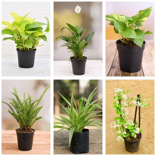 Vertical Garden Six - Set of 6 Vertical Garden Plants