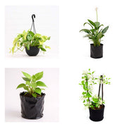 Vertical Garden Six - Set of 6 Vertical Garden Plants