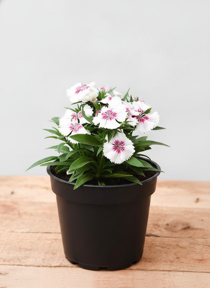 Dianthus White Pink - 4" Pot