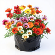 Gazania Yellow