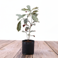 Excoecaria Bicolor Variegated - 6" Grow bag