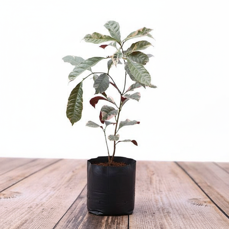 Excoecaria Bicolor Variegated - 6" Grow bag