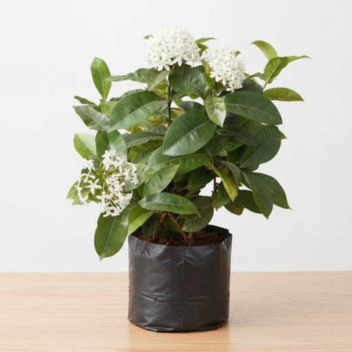 Ixora White - 10" Grow bag