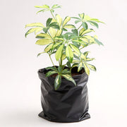 Schefflera Green