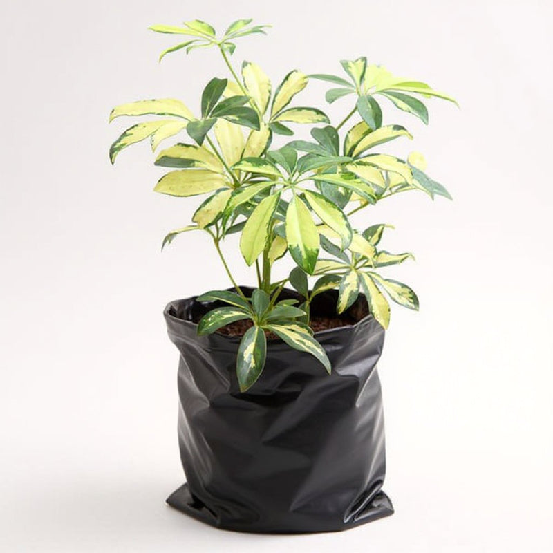 Schefflera Green