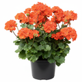 Geranium Orange - 5" Pot