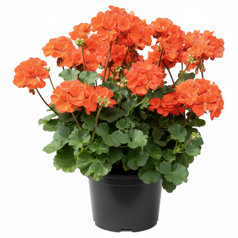 Geranium Orange - 5" Pot