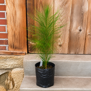 Casuarina equisetifolia - 10" Grow bag