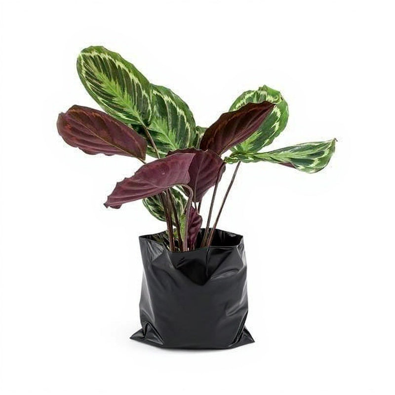 Calathea roseopicta medallion