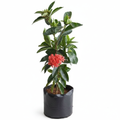 Ixora Orange - 10" Grow bag