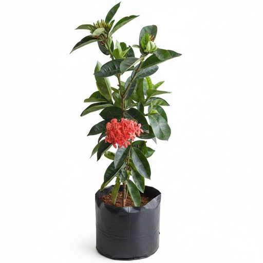 Ixora Orange - 10" Grow bag