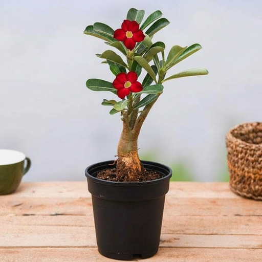 Desert Rose Red - 6" Pot