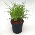 Hemigraphis repanda Green - 5" Pot