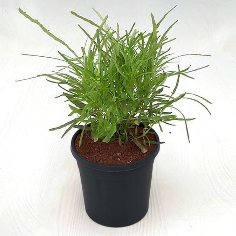 Hemigraphis repanda Green - 5" Pot