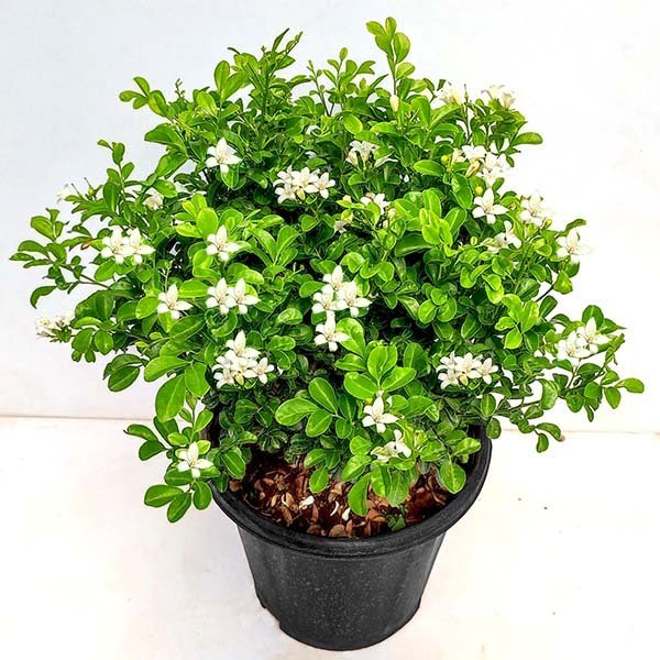 Jasmine Kamini - 5" Pot