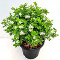 Jasmine Kamini - 7" Pot