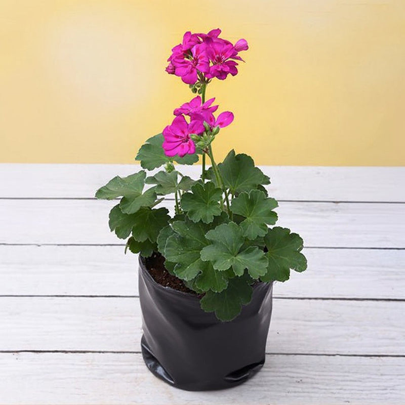 Geranium Pink