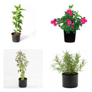Winter Colour Four - Set of 4 Winter Flowering Plants