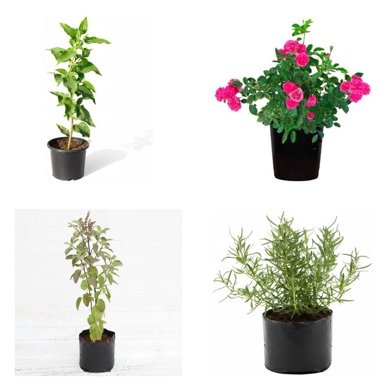 Winter Colour Four - Set of 4 Winter Flowering Plants