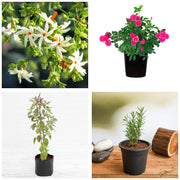 Winter Colour Four - Set of 4 Winter Flowering Plants