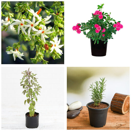 Winter Colour Four - Set of 4 Winter Flowering Plants