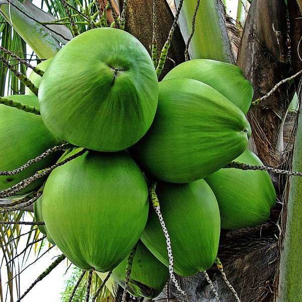 Nariyal (Green, Grown Through Seeds) - 10" Grow bag