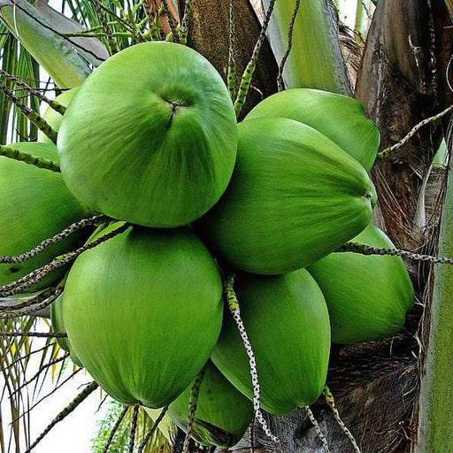 Nariyal (Green, Grown Through Seeds) - 10" Grow bag