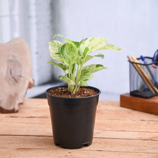 Money Plant Marble Queen - 4" Pot