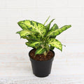 Dieffenbachia Mary - 6" Pot