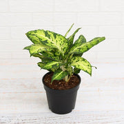 Dieffenbachia Mary - 6" Pot